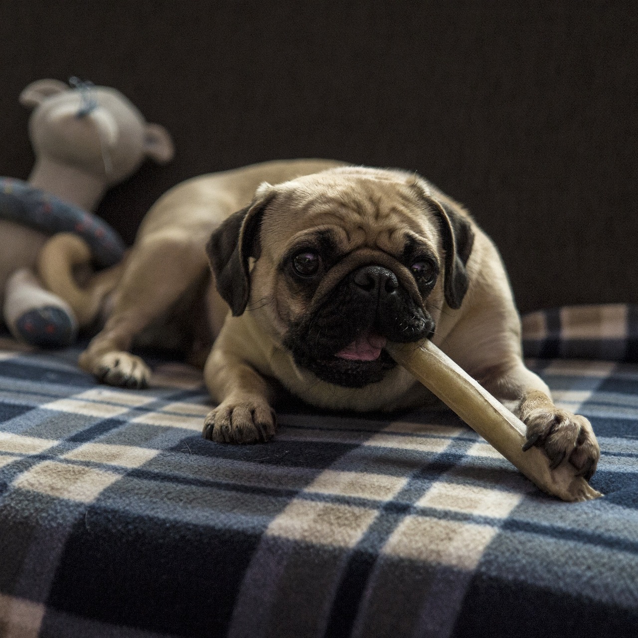 Dog Treats Recipes