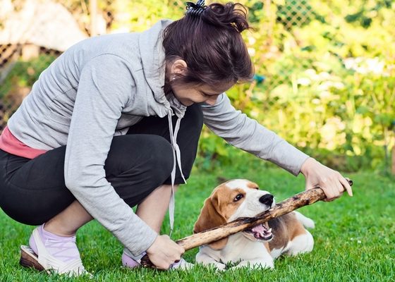 Watch Other People’s Dogs