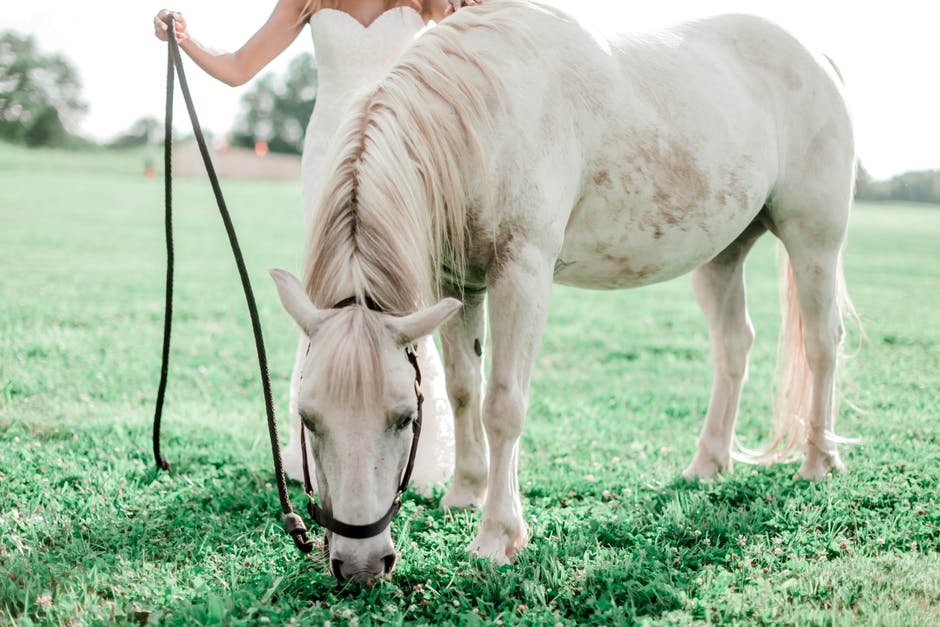 Pet Healthcare Tips - Common Diseases of Horses and Treatments 274 pexels photo 1449658