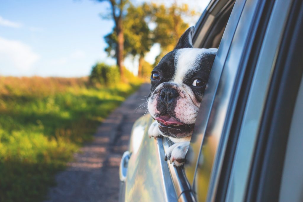 Top Things You Need If You Are Traveling With Your Dog 276 Traveling With Dog