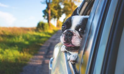 Traveling With Dog